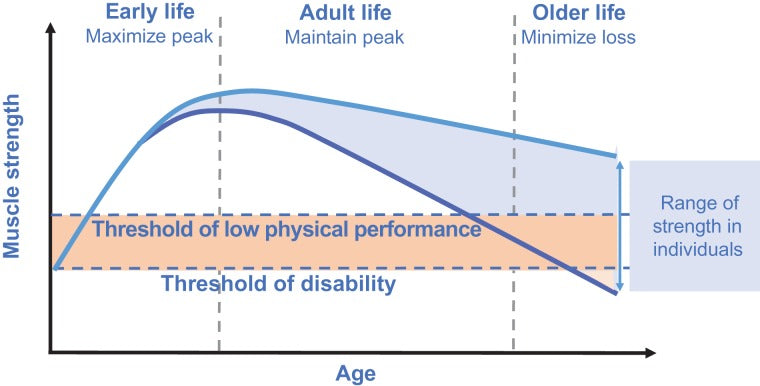 Comparison illustration showing muscle fiber density at age 30 versus 50 without adequate protein intake